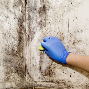 Identifying and Getting Rid of Black Mold Image